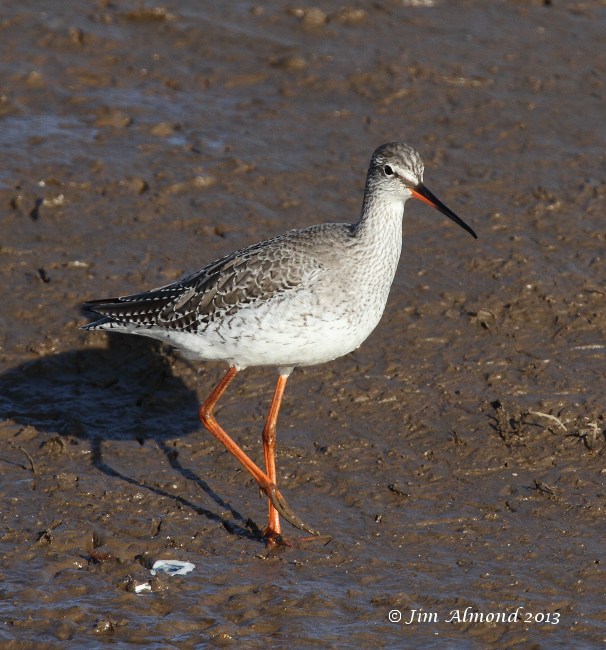 Spotted Redshank on mud Titchwell 2 3 13  IMG_4842